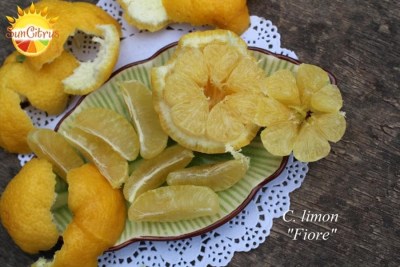 C. limon Fiore1 - 6